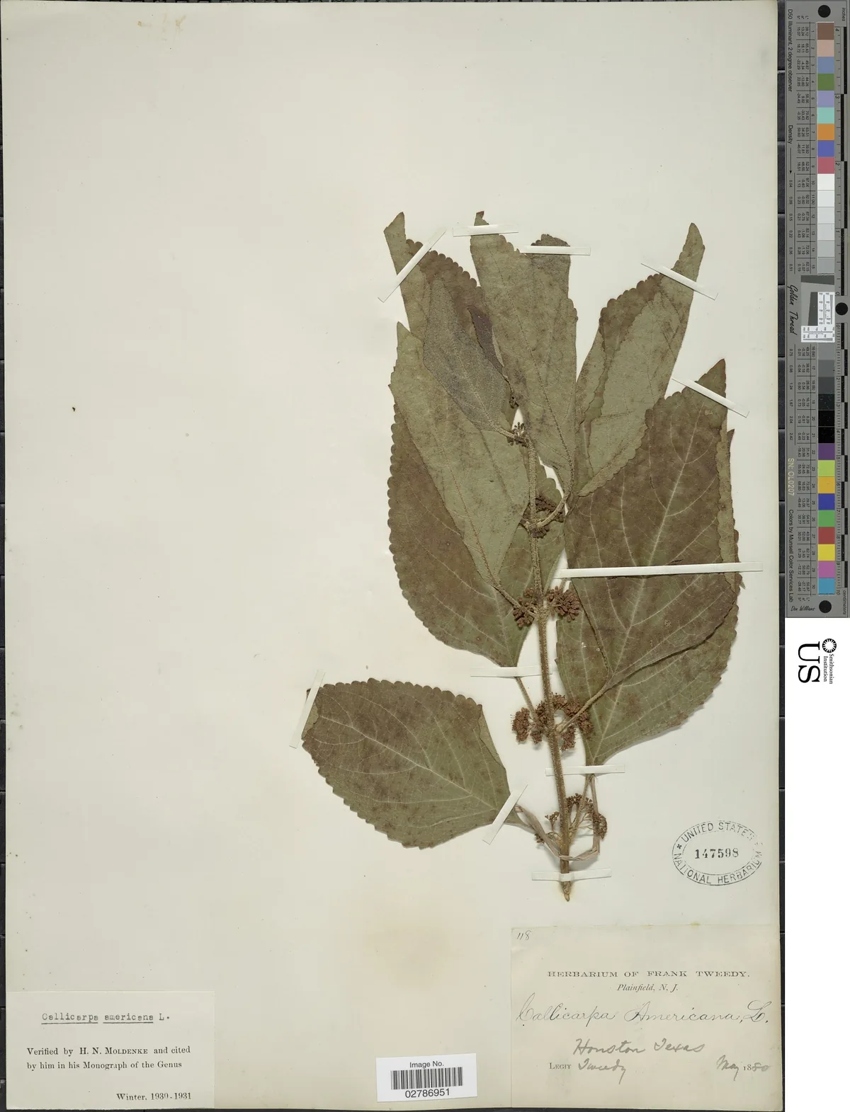 Beautyberry (Callicarpa americana), photograph