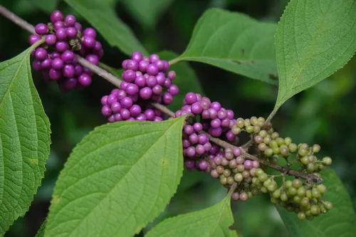 Beautyberry (Callicarpa americana), photograph