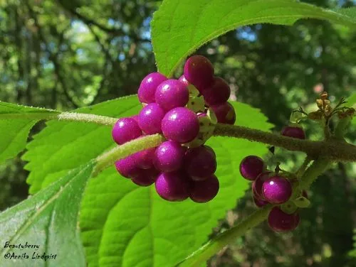 Photo: (c) Annika Lindqvist, some rights reserved · CC BY · via iNaturalist beautyberry (Callicarpa americana), photograph