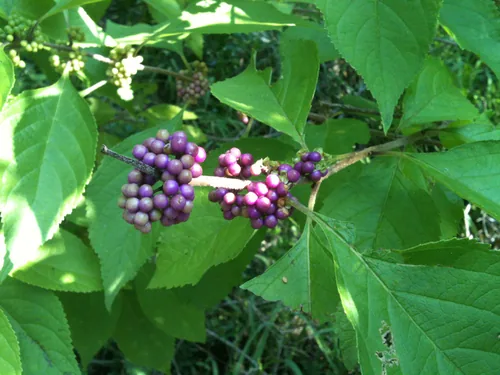 Photo: (c) botanygirl, some rights reserved (CC BY) · cc-by · via iNaturalist Beautyberry (Callicarpa americana), photograph