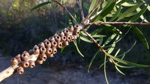 bottlebrush (Callistemon citrinus), photograph
