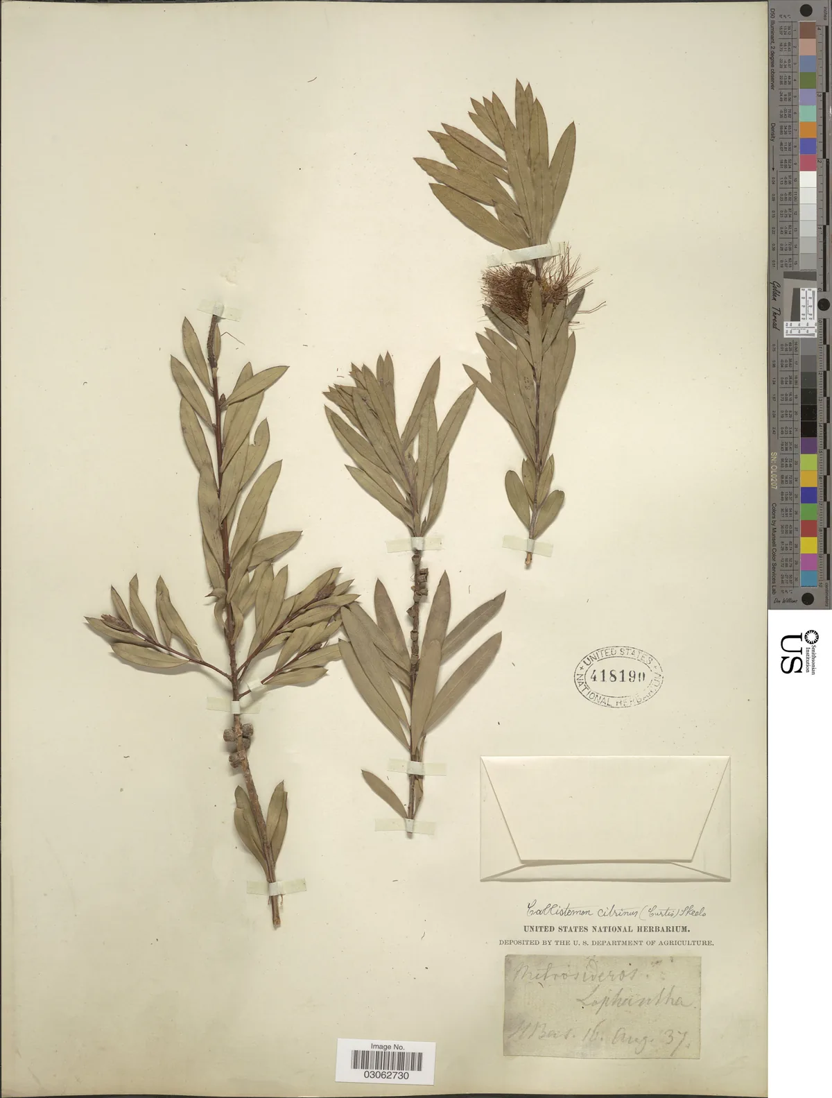 bottlebrush (Callistemon citrinus), photograph