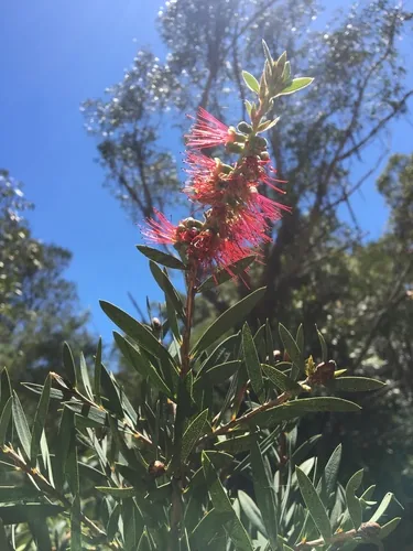 Photo: (c) Thomas Mesaglio, some rights reserved · CC BY · via iNaturalist bottlebrush (Callistemon citrinus), photograph