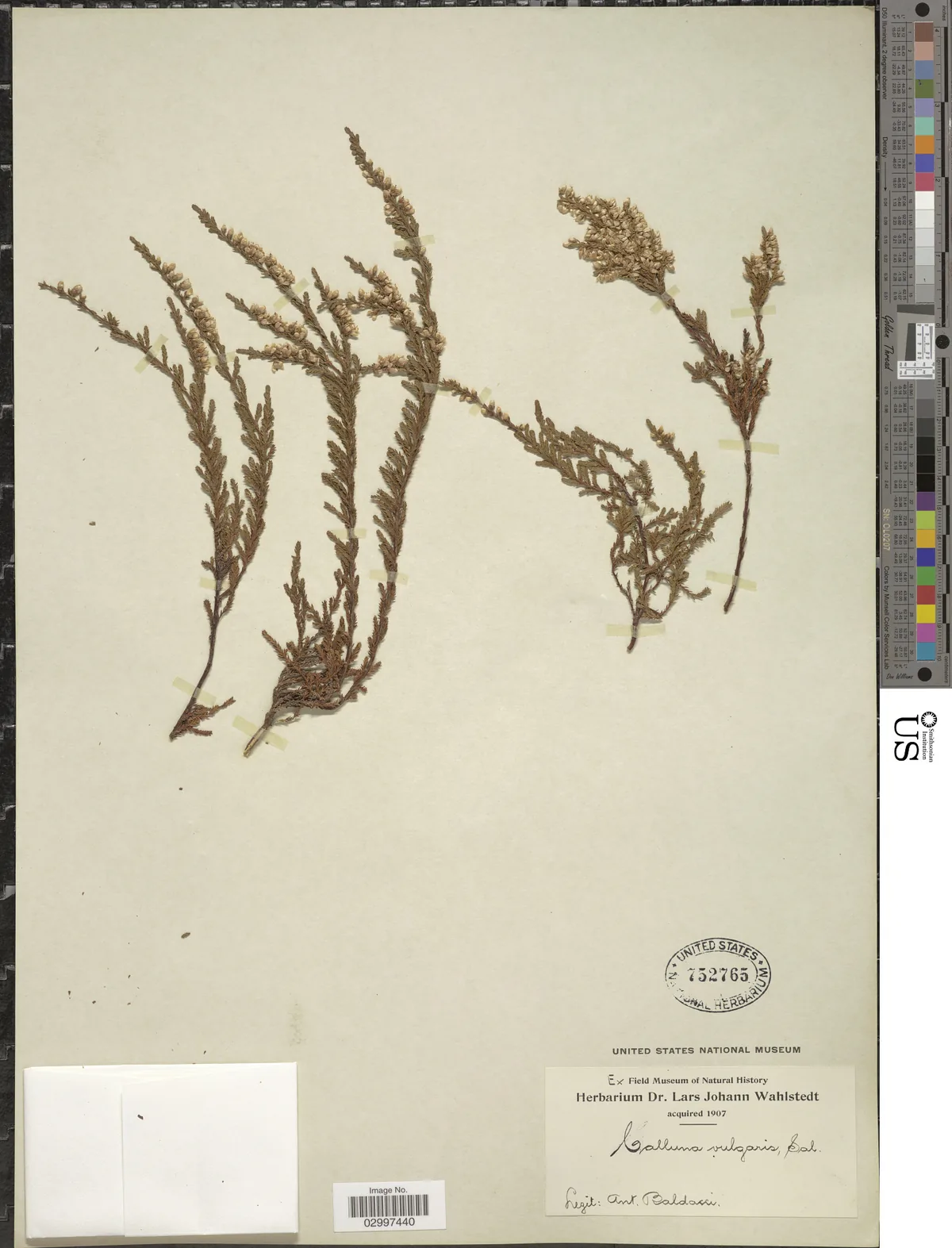 heather (Calluna vulgaris), photograph