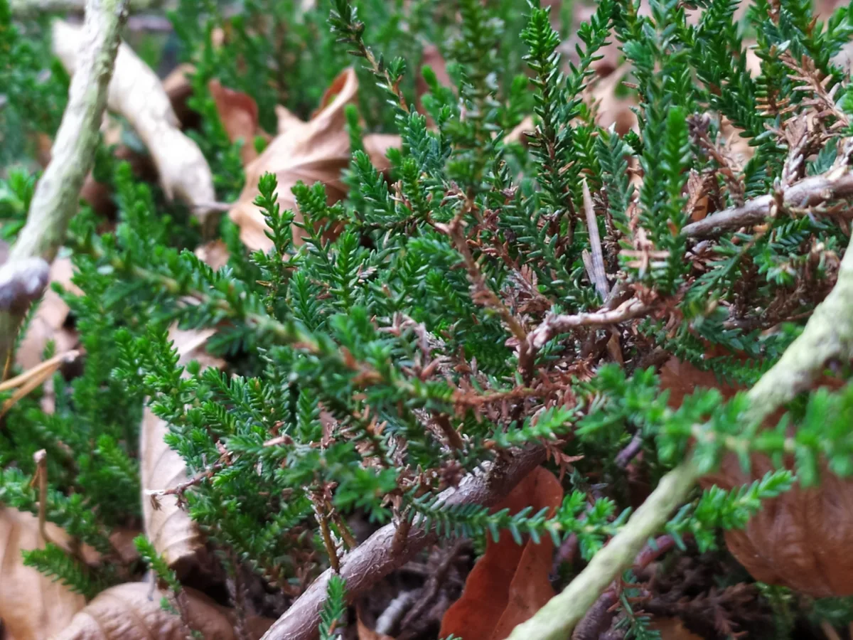 heather (Calluna vulgaris), photograph