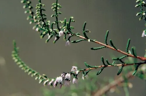 heather (Calluna vulgaris), photograph