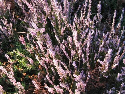 Photo: (c) zebedeugalinha, some rights reserved · CC BY · via iNaturalist heather (Calluna vulgaris), photograph