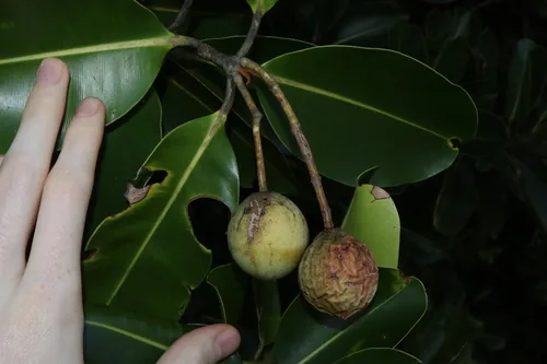 Alexandria Laurel (Calophyllum inophyllum), photograph