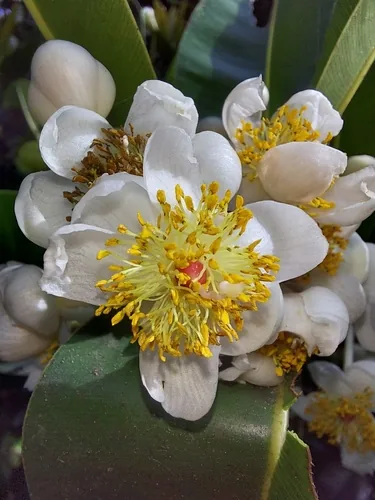 Alexandria Laurel (Calophyllum inophyllum), photograph