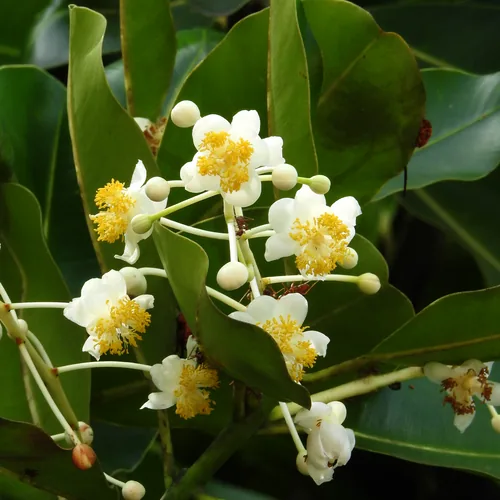 Alexandria Laurel (Calophyllum inophyllum), photograph