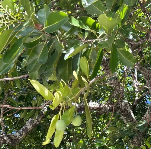 Alexandria Laurel (Calophyllum inophyllum), photograph