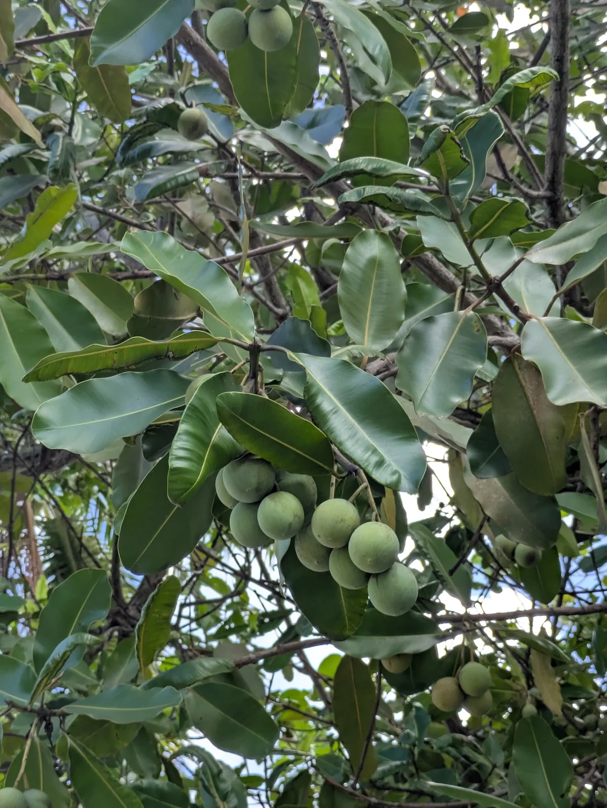 Alexandria laurel (Calophyllum inophyllum), photograph