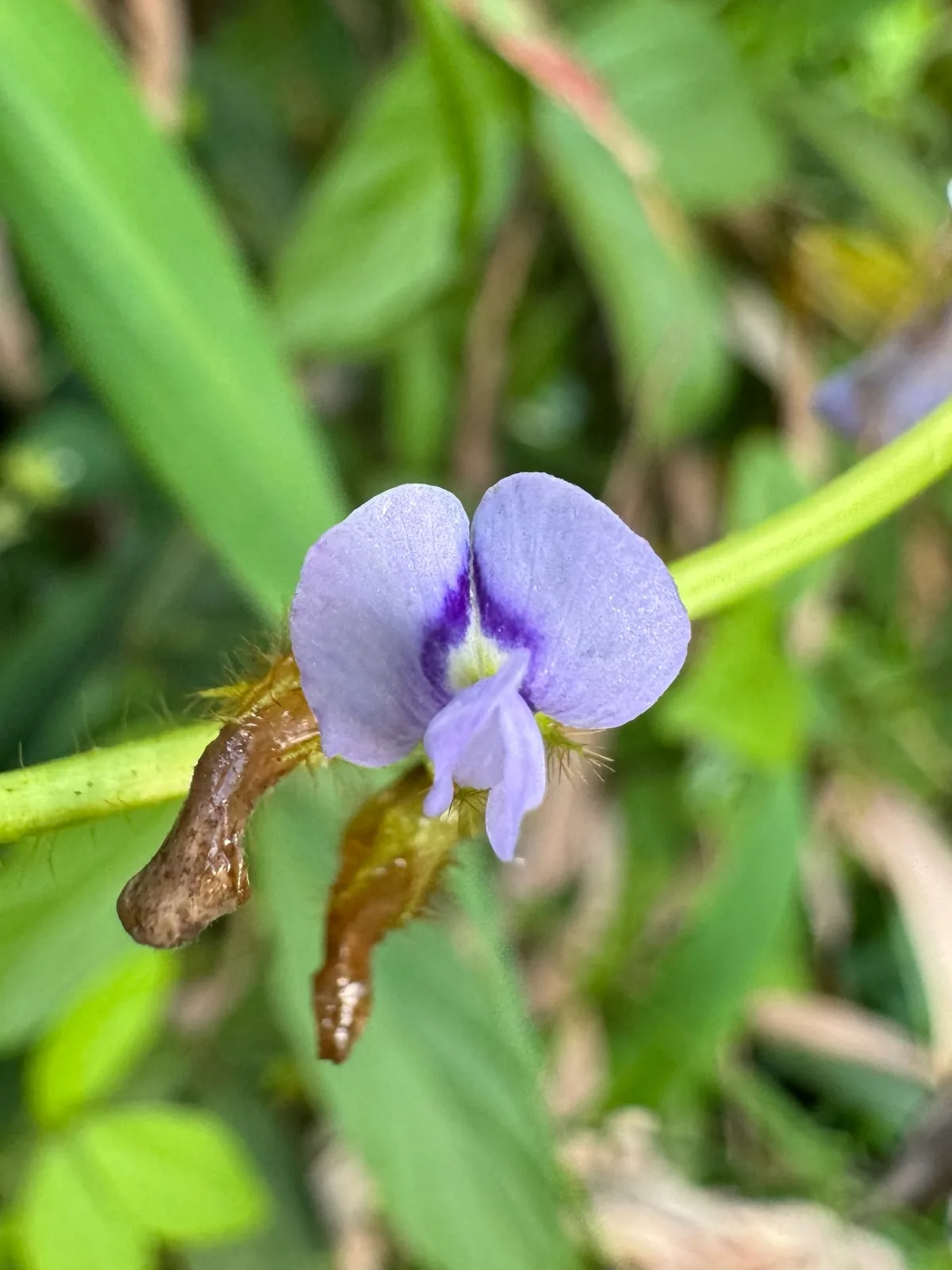 Calopo (Calopogonium mucunoides), photograph