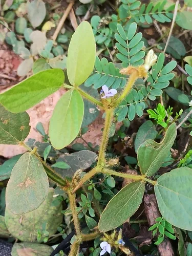 Calopo (Calopogonium mucunoides), photograph