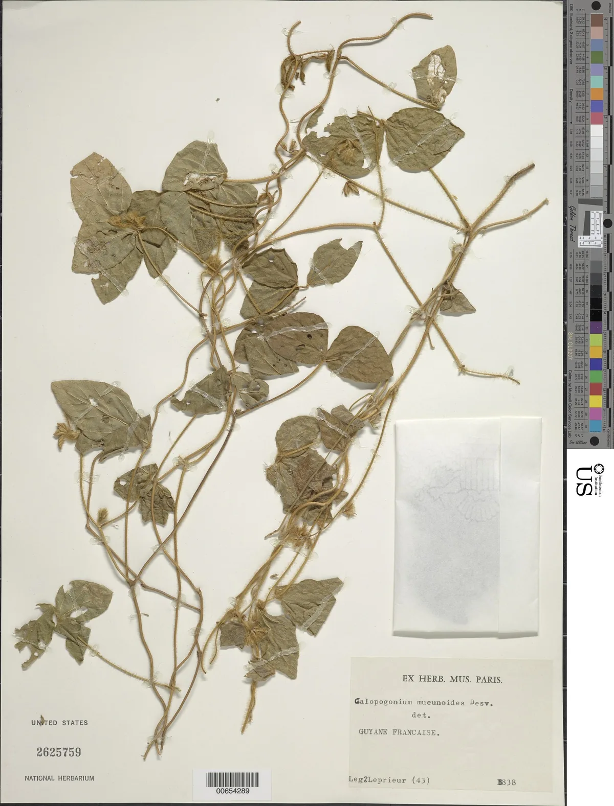 Calopo (Calopogonium mucunoides), photograph