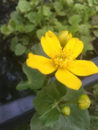 Marsh Marigold (Caltha palustris), photograph