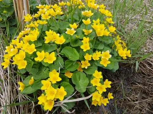 Photo: (c) eeyipes, some rights reserved · CC BY · via iNaturalist marsh marigold (Caltha palustris), photograph