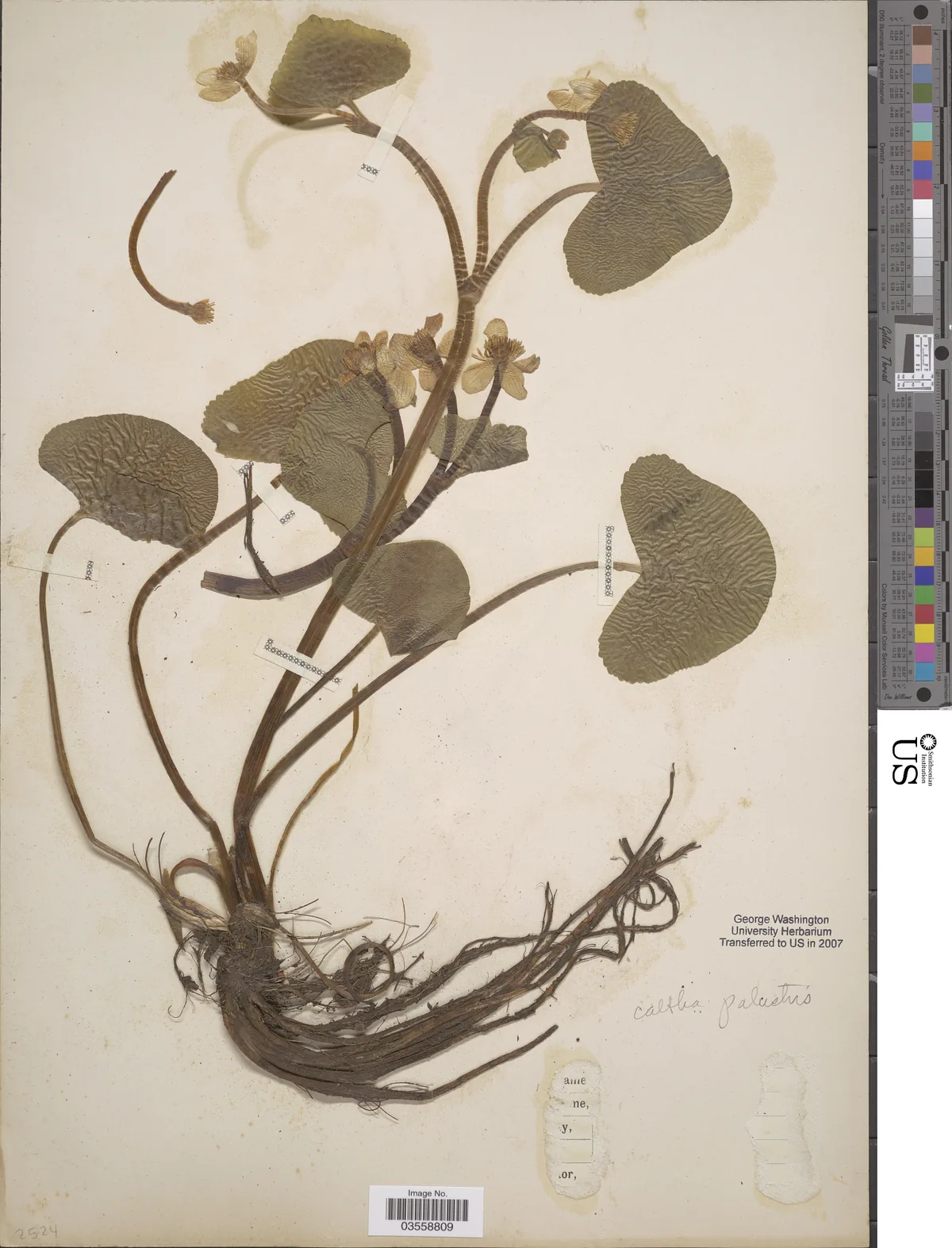 Marsh Marigold (Caltha palustris), photograph