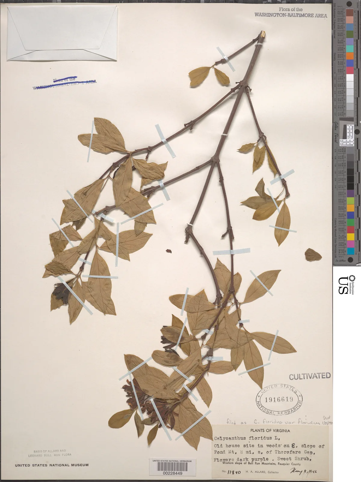 Sweetshrub (Calycanthus floridus), photograph