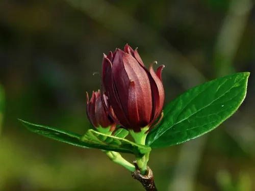 sweetshrub (Calycanthus floridus), photograph