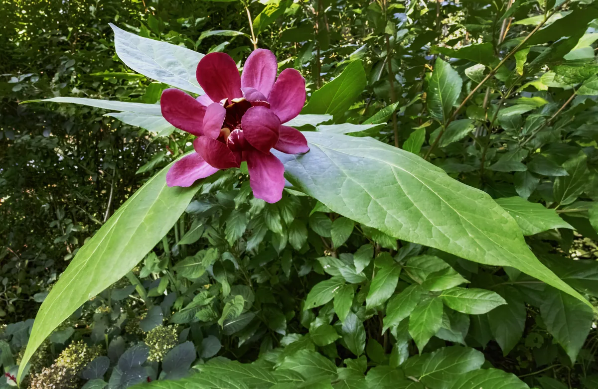 Sweetshrub (Calycanthus floridus), photograph