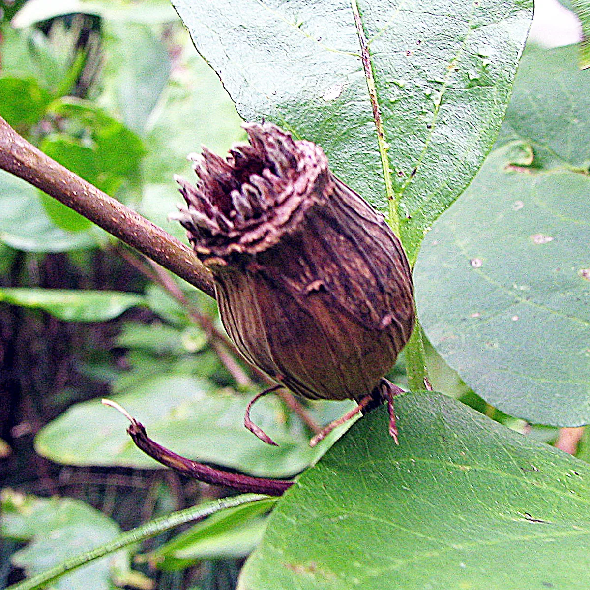 Sweetshrub (Calycanthus floridus), photograph