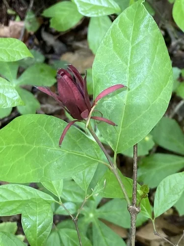 Sweetshrub (Calycanthus floridus), photograph