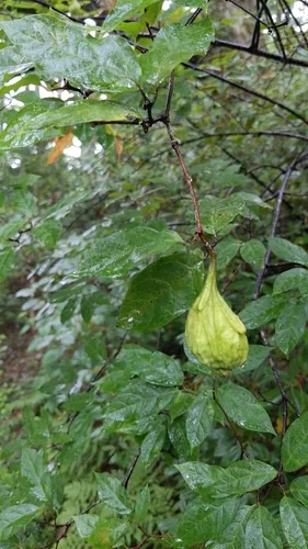 Sweetshrub (Calycanthus floridus), photograph
