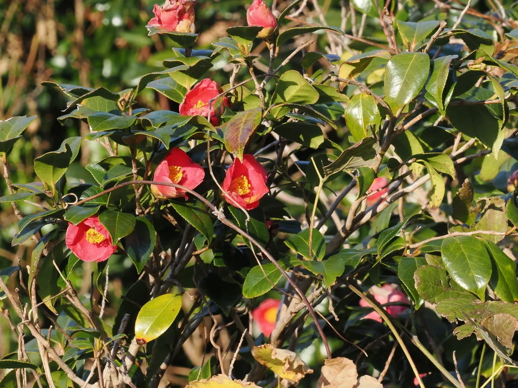 camellia (Camellia japonica), photograph