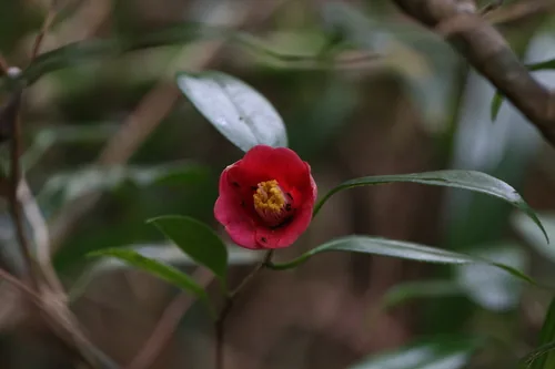 camellia (Camellia japonica), photograph