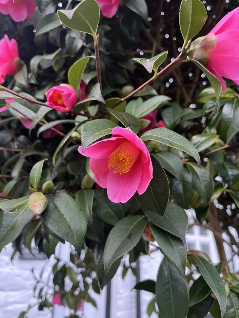 camellia (Camellia japonica), photograph
