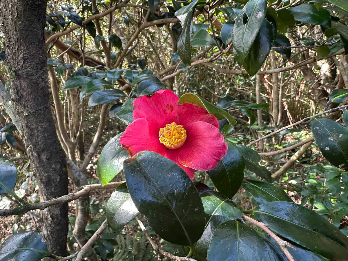 Photo: Yoshihiro Tokue, via iNaturalist · CC BY · via GBIF Camellia, photograph