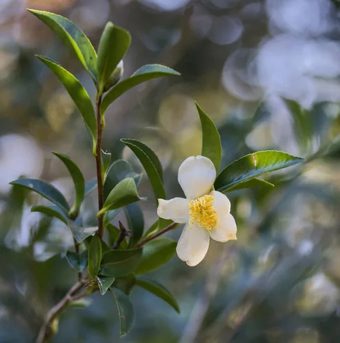 Photo: (c) Lauren McLaurin, some rights reserved · CC BY · via iNaturalist sasanqua camellia (Camellia sasanqua), photograph