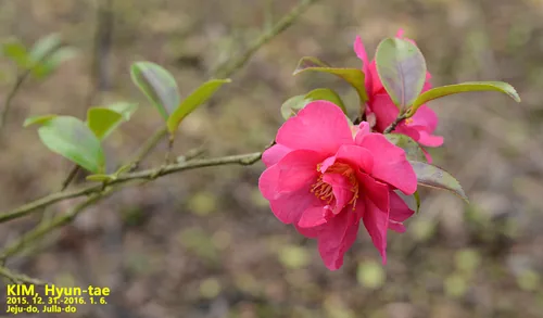 sasanqua camellia (Camellia sasanqua), photograph