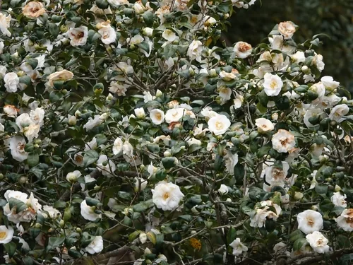 sasanqua camellia (Camellia sasanqua), photograph