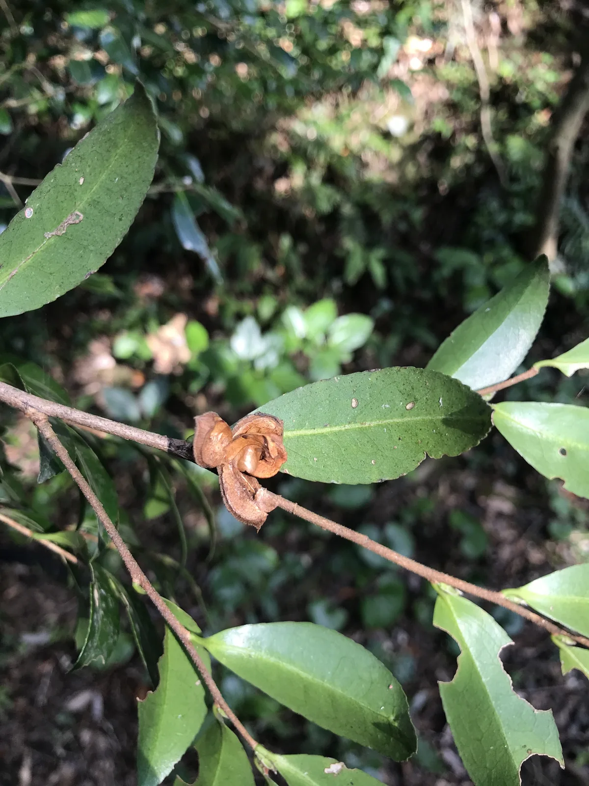 sasanqua camellia (Camellia sasanqua), photograph