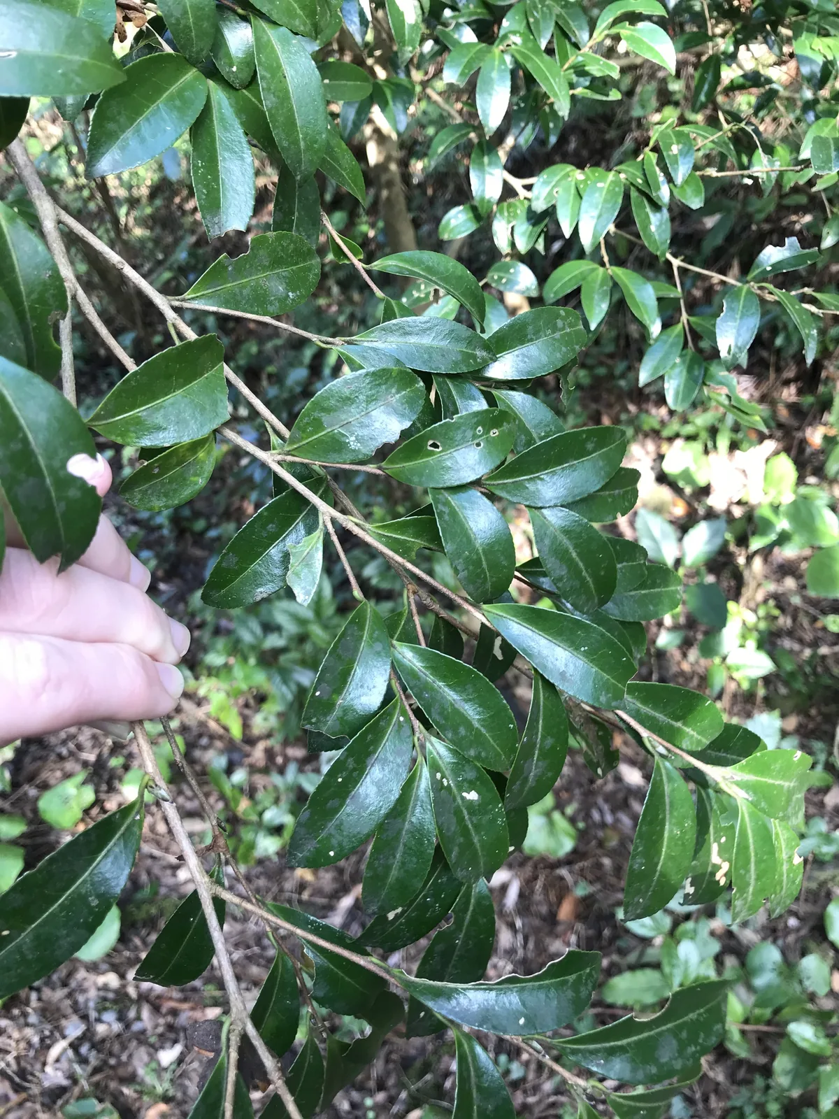 sasanqua camellia (Camellia sasanqua), photograph