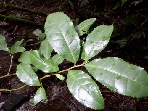 tea (Camellia sinensis), photograph
