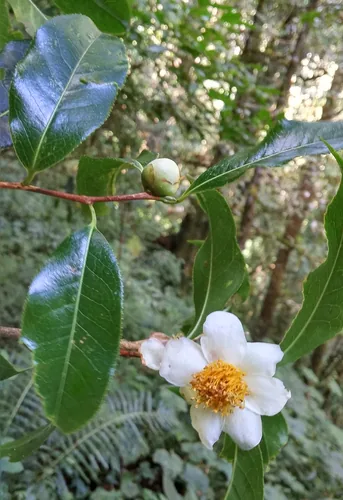 Photo: (c) Kristof & Yulia, some rights reserved · CC BY · via iNaturalist tea (Camellia sinensis), photograph