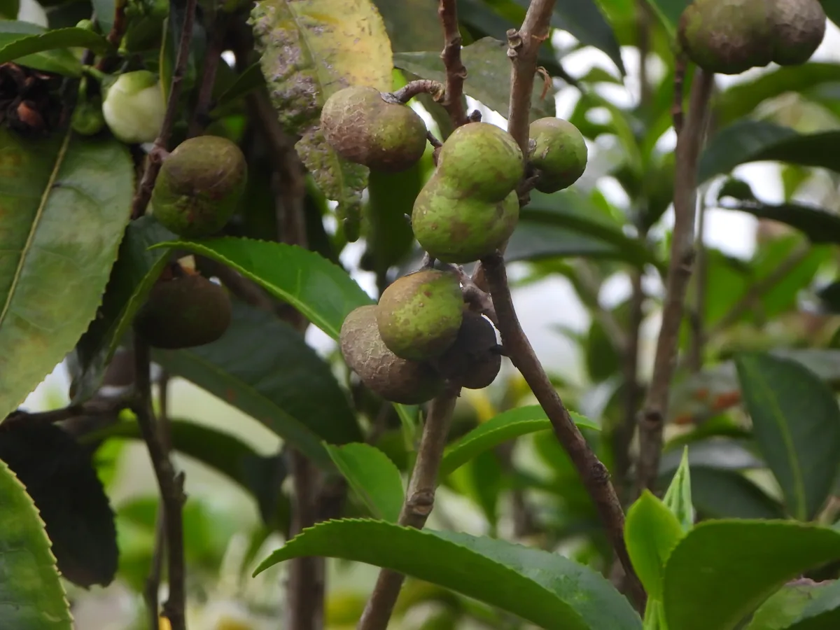 tea (Camellia sinensis), photograph