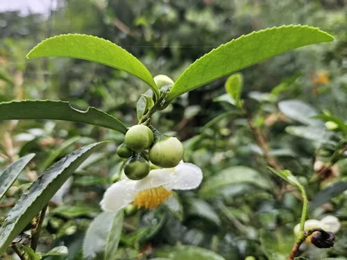 tea (Camellia sinensis), photograph