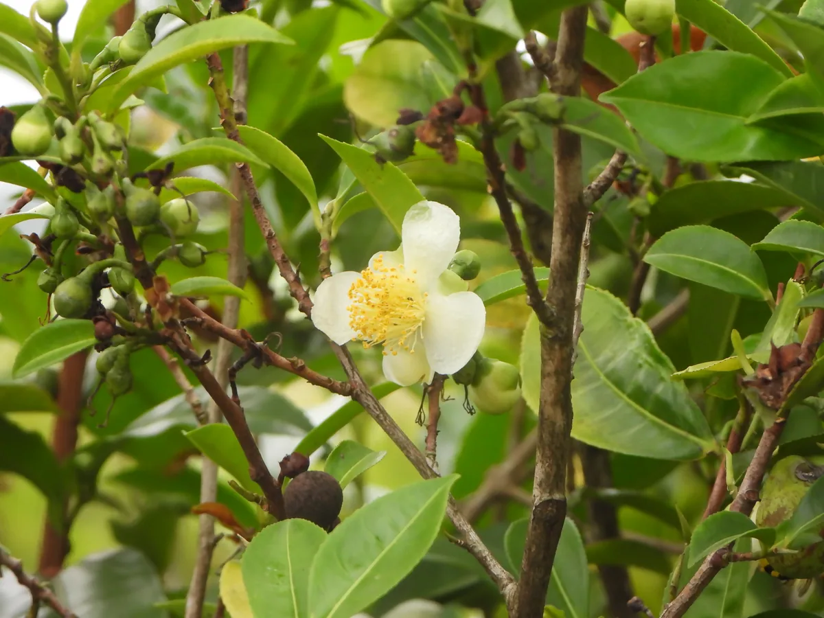 tea (Camellia sinensis), photograph