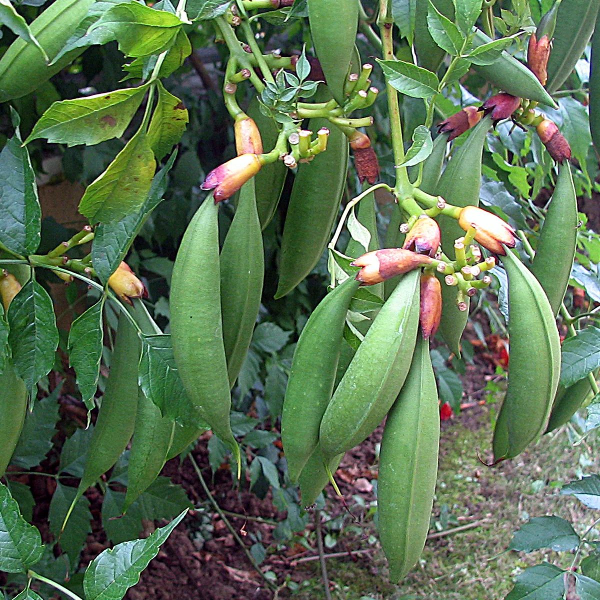 Trumpet Vine (Campsis radicans), photograph