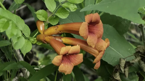 Photo: (c) David Hebert, some rights reserved · CC BY · via iNaturalist trumpet vine (Campsis radicans), photograph