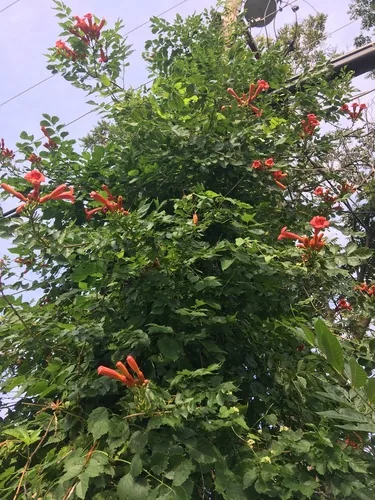 Photo: no rights reserved · cc0 · via iNaturalist Trumpet Vine (Campsis radicans), photograph