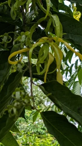 Ylang Ylang (Cananga odorata), photograph
