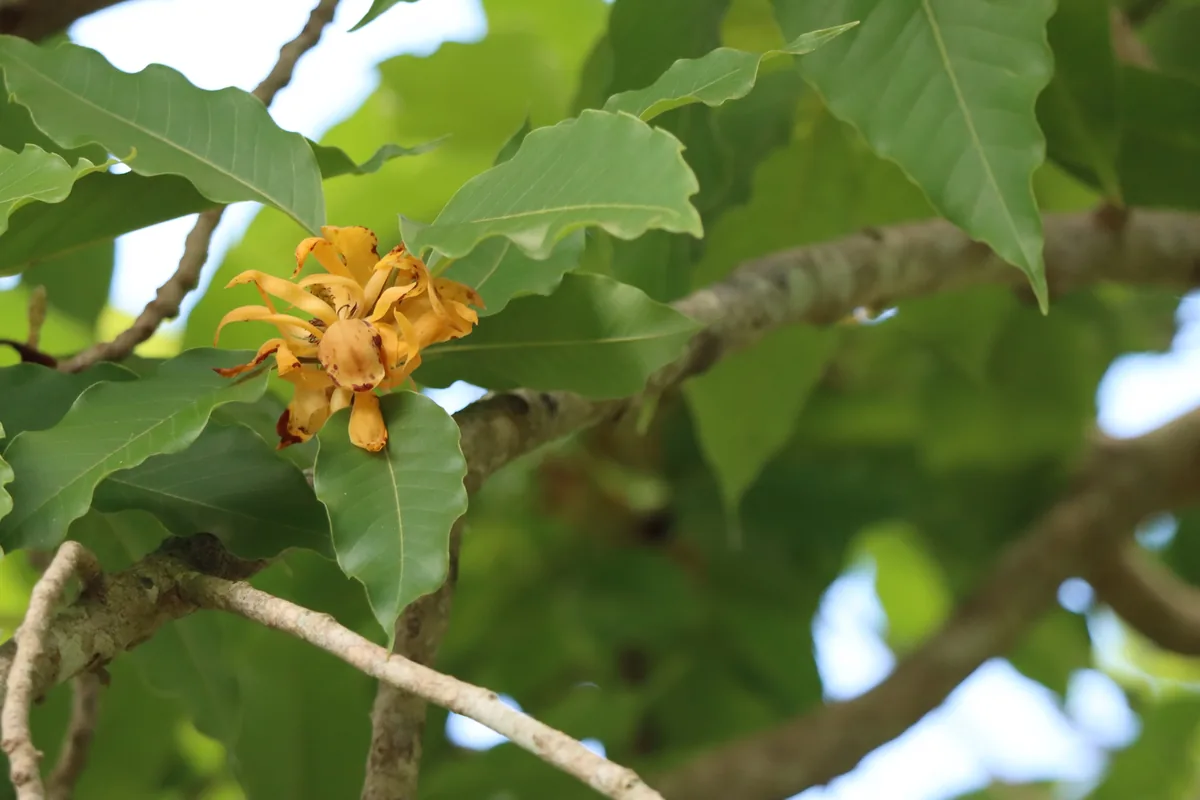 Ylang Ylang (Cananga odorata), photograph