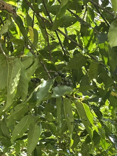 Photo: no rights reserved · cc0 · via iNaturalist Ylang Ylang (Cananga odorata), photograph