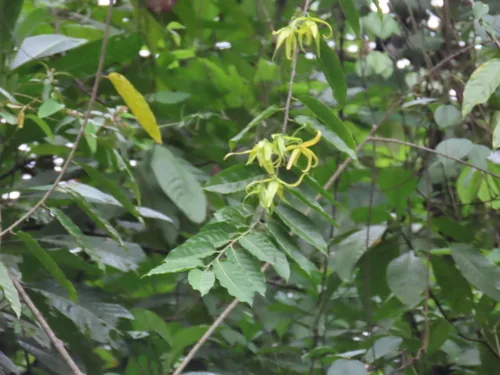 Ylang Ylang (Cananga odorata), photograph