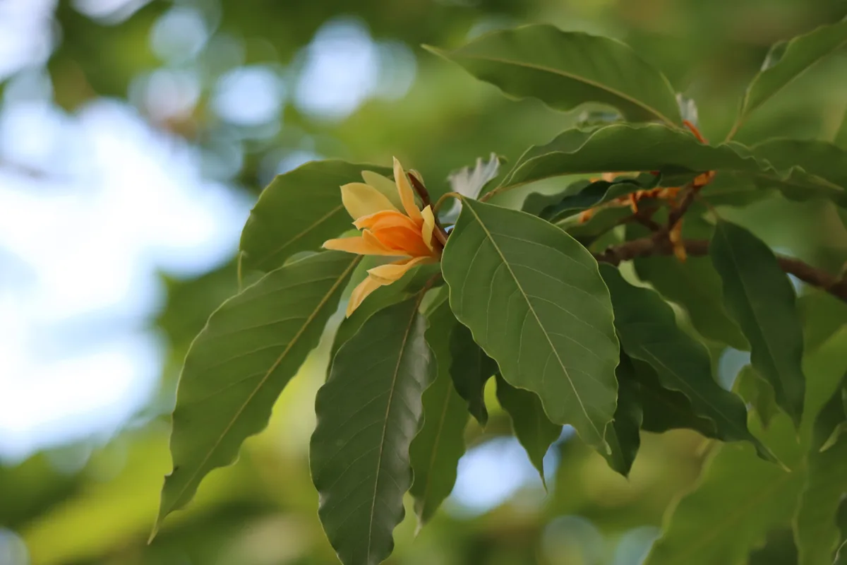 Ylang Ylang (Cananga odorata), photograph